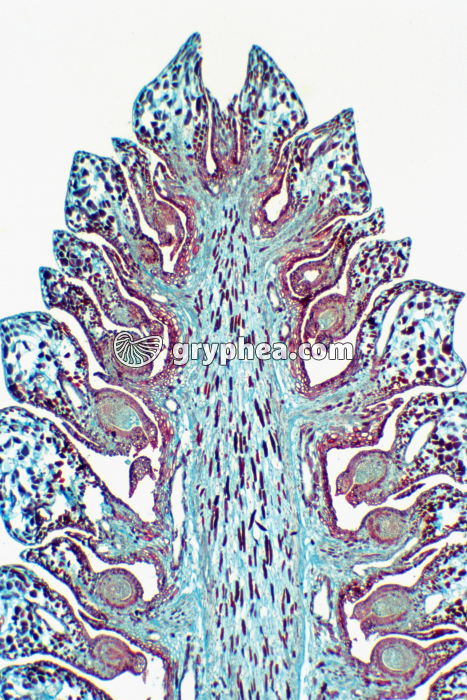 Pin - Cône de Pin femelle CL x7 - gryphea.org